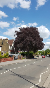 Beautiful Beech Tree Lower Addiscombe Road