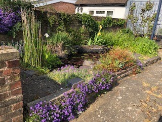 6 Havelock Road's pond